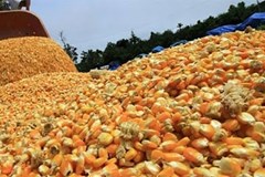 تعیین تکلیف پرونده ۱۲۰ هزار تن ذرت‌ آلوده به شرط صادرات 
